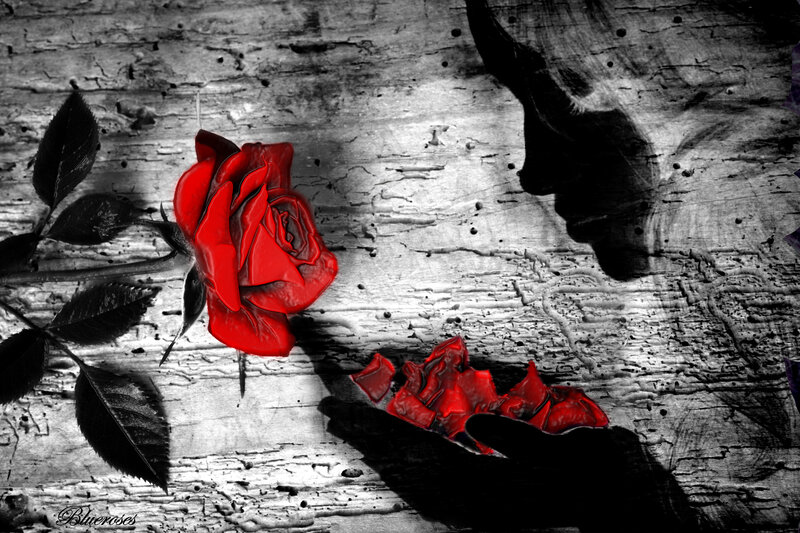 Red Rose on Wood — Dramatic, Digital Art, Shadow