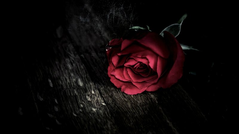 Red Rose on Wood — Dramatic, Night
