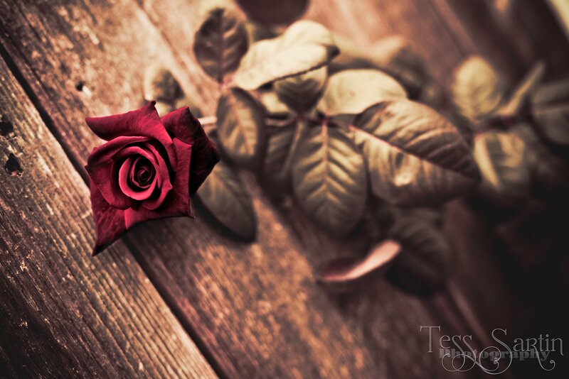 Red Rose on Wood — Dramatic, Photograph, Leaves