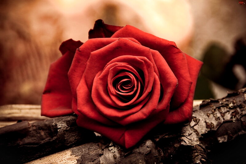 Red Rose on Wood — Dramatic, Photograph, Petals