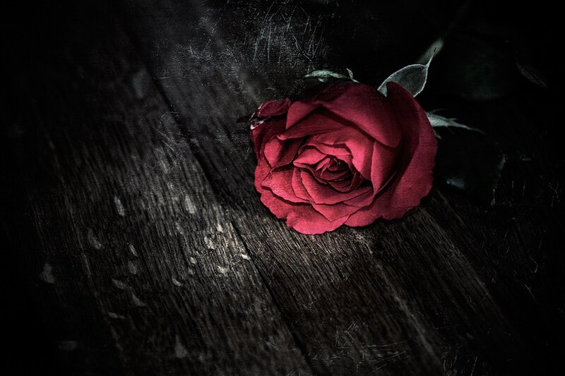 Red Rose on Wood — Dramatic, Photograph, Stem, Leaf