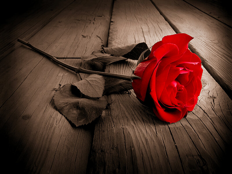 Red Rose on Wood — Dramatic, Photograph, Stem
