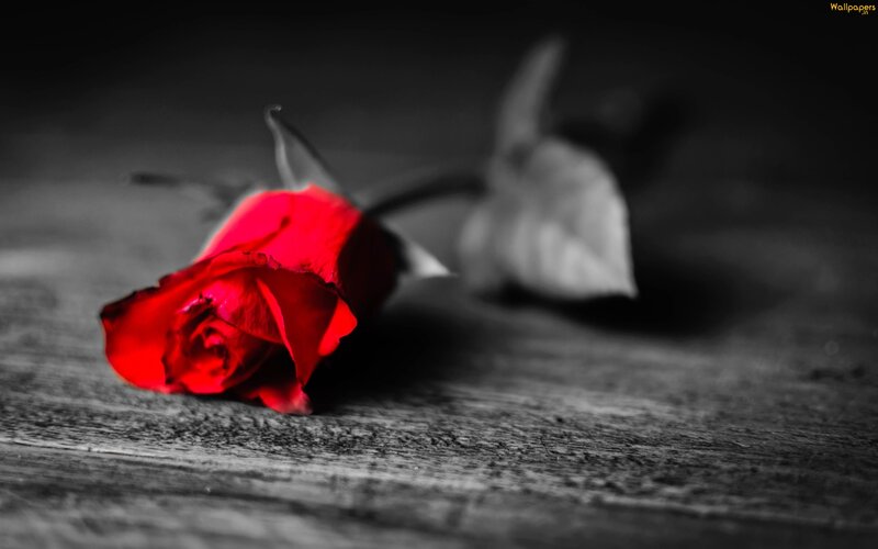 Red Rose on Wood — Dramatic, Photograph, Wood Surface, Leaf