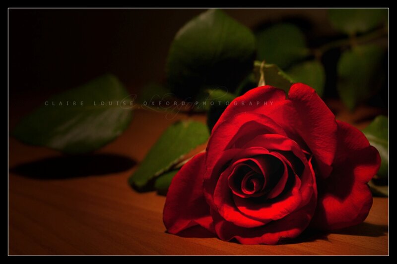 Red Rose on Wood — Dramatic, Photograph, Wood Surface, Leaves