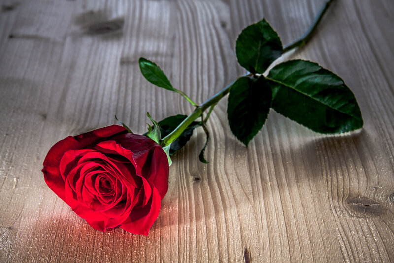 Red Rose on Wood — Dramatic, Photograph, Wood Surface, Stem, Leaves