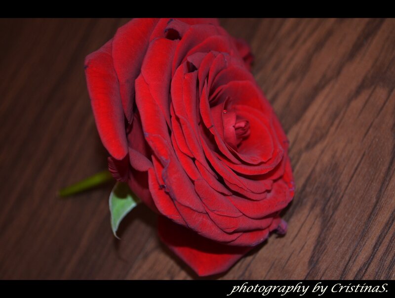 Red Rose on Wood — Dramatic, Photograph, Wood Surface, Stem