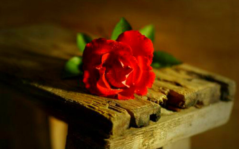 Red Rose on Wood — Dramatic, Photograph, Wooden Surface, Green Leaves