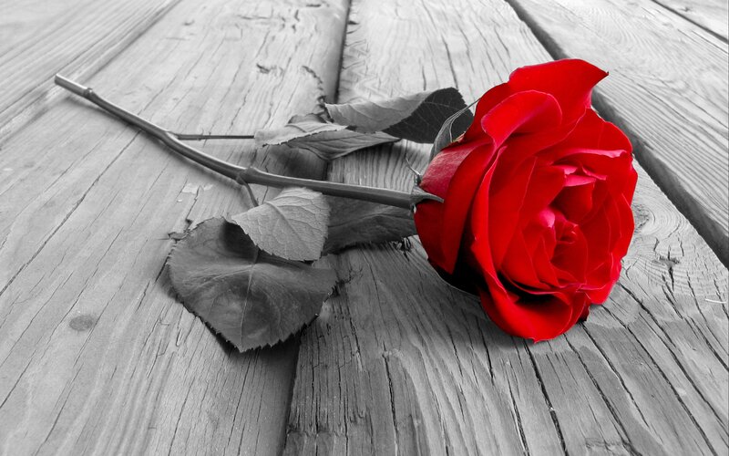 Red Rose on Wood — Dramatic, Photograph, Wooden Surface, Leaf