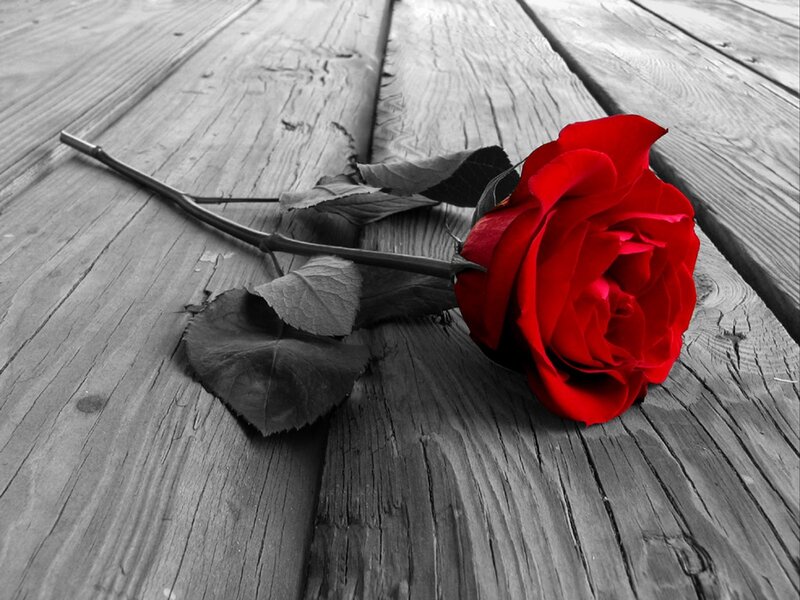 Red Rose on Wood — Dramatic, Photograph, Wooden Surface, Stem