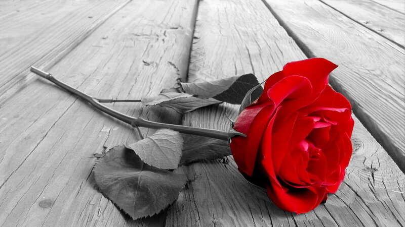Red Rose on Wood — Dramatic, Photograph, Wooden Surface