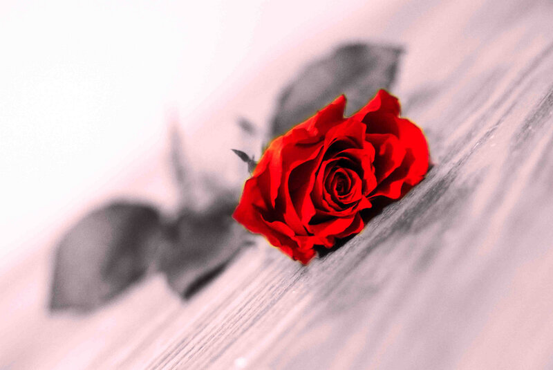 Red Rose on Wood — Dramatic