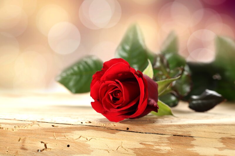 Red Rose on Wood — Serene, Photograph