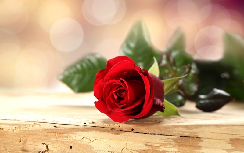 Red Rose on Wood — Serene