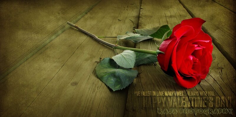Red Rose on Wood