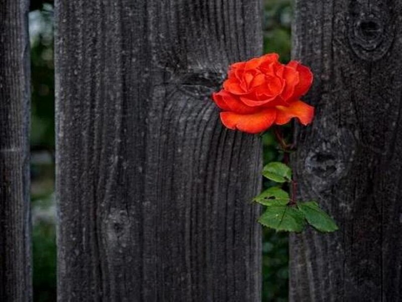 Red Rose on Wooden Fence — Calm