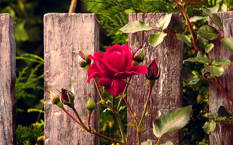Red Rose on Wooden Fence — Serene