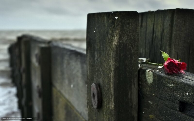 Red rose on wooden fence