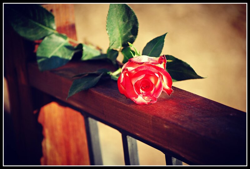Red Rose on Wooden Rail