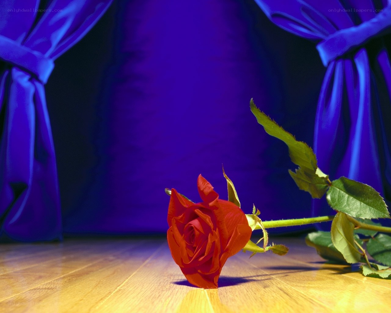 Red rose on wooden stage