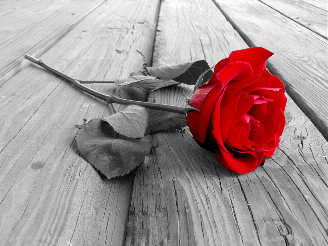 red rose on wooden surface