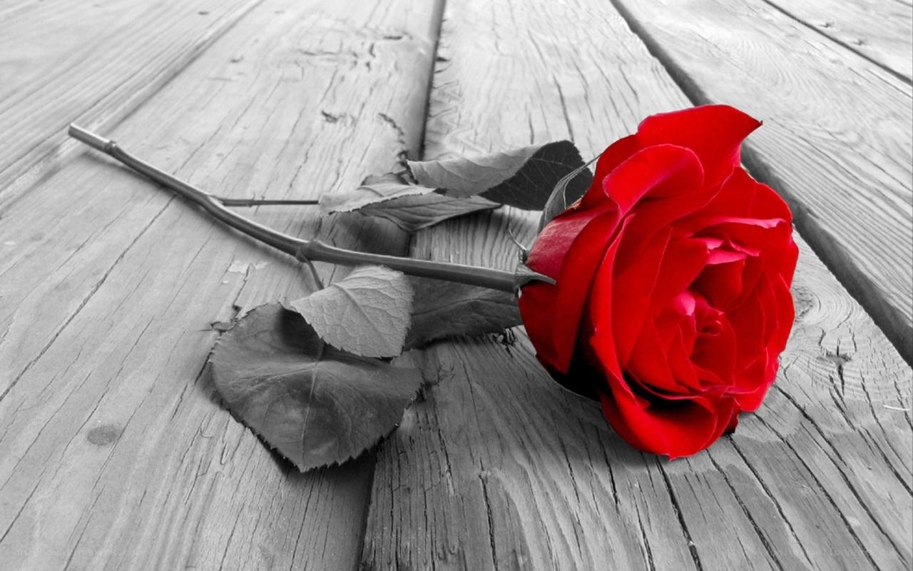 Red rose on wooden surface