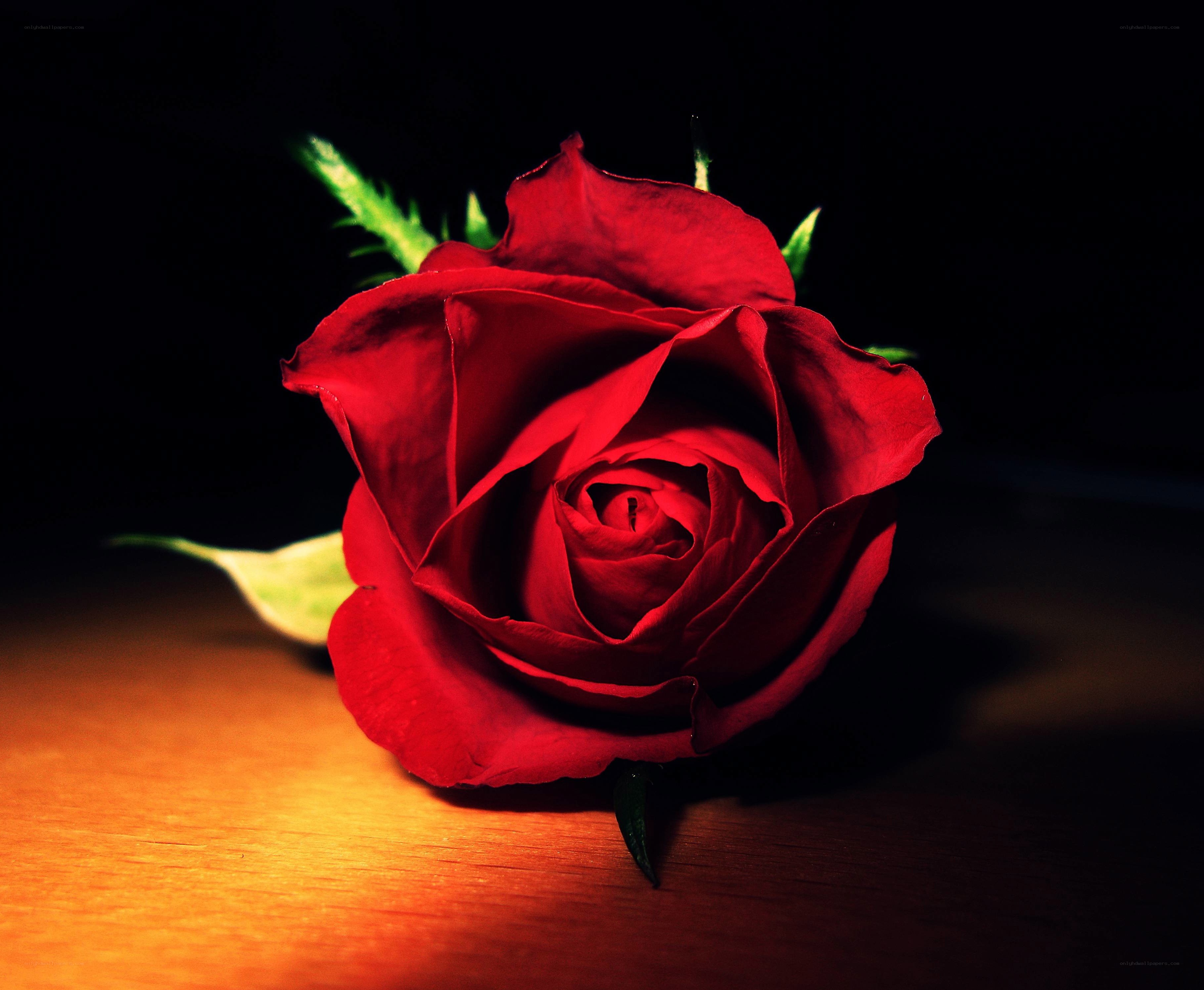 Red rose on wooden surface
