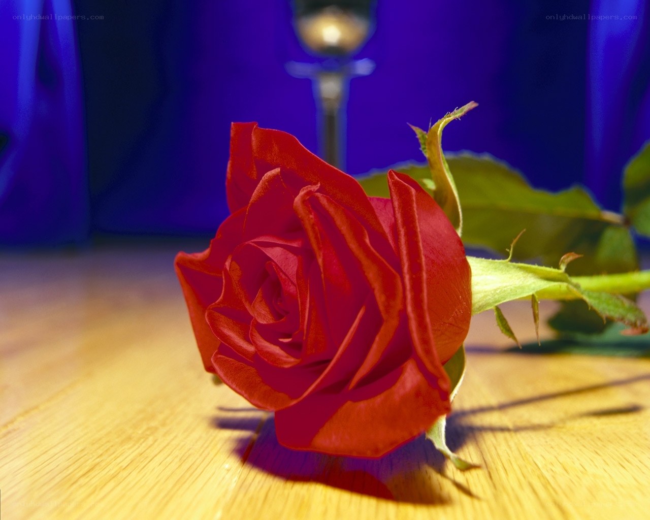 Red rose on wooden surface