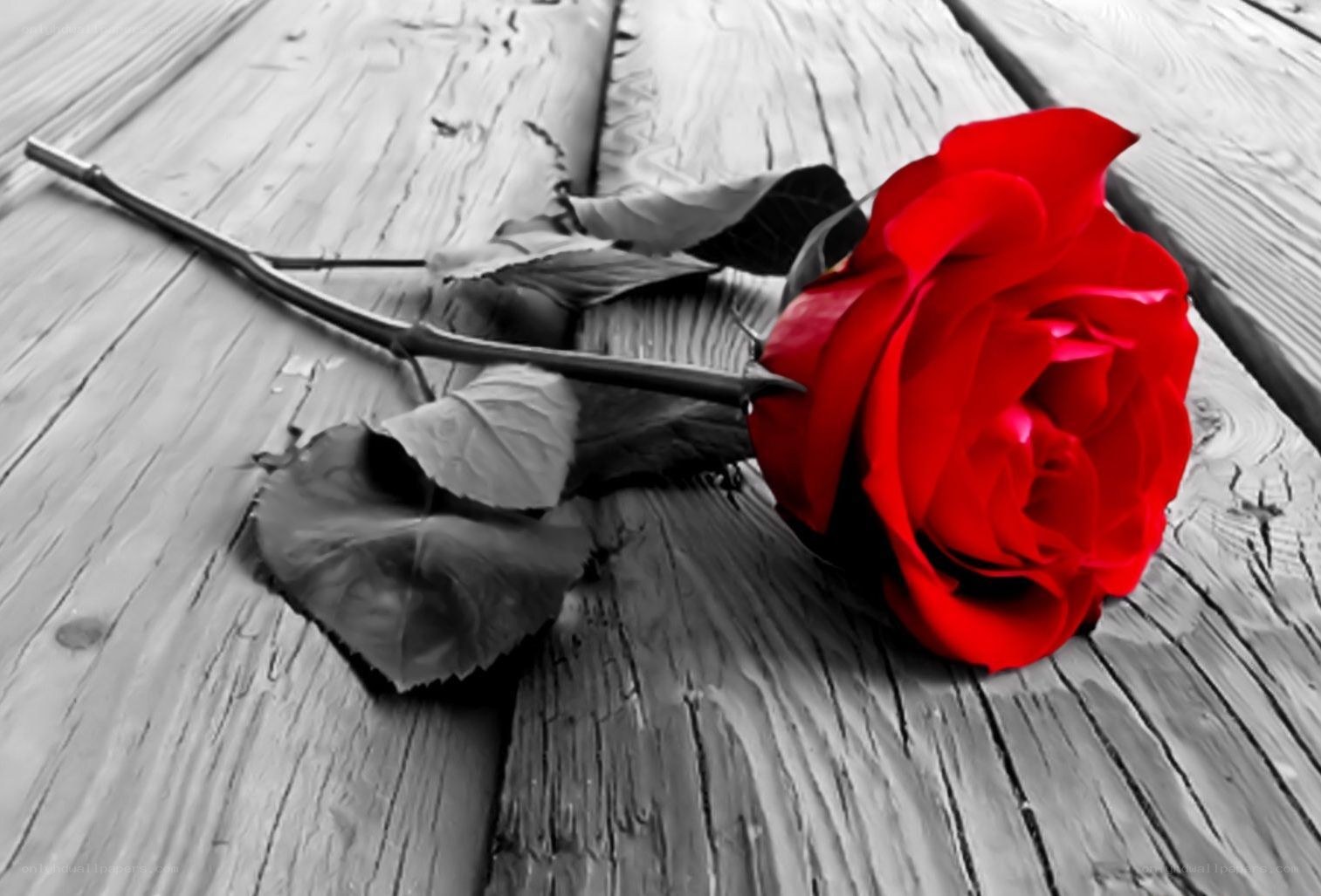 Red rose on wooden surface