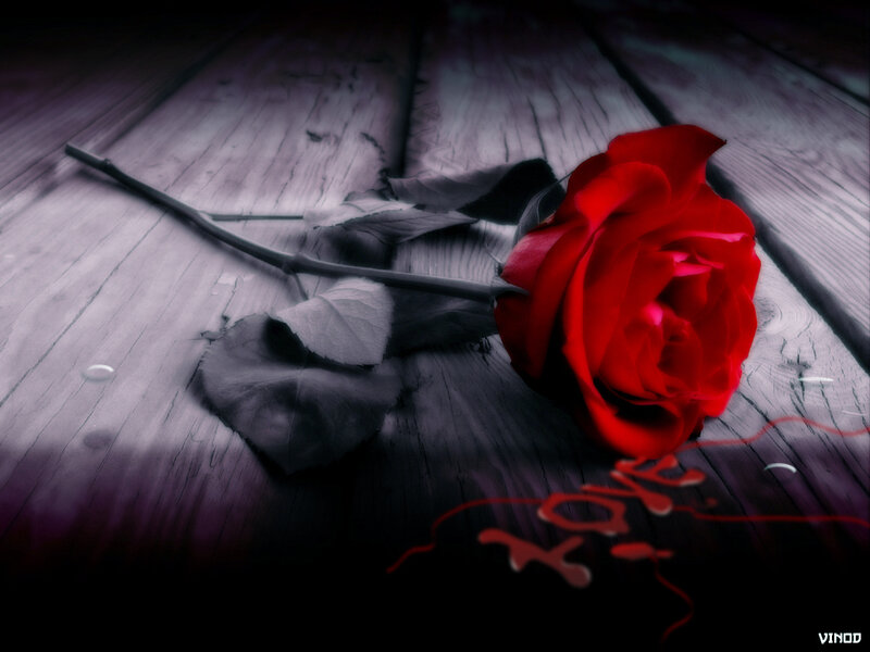 Red rose on wooden surface
