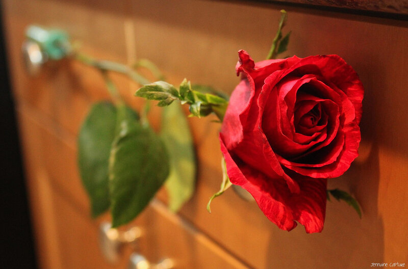 Red Rose on Wooden Surface — Calm