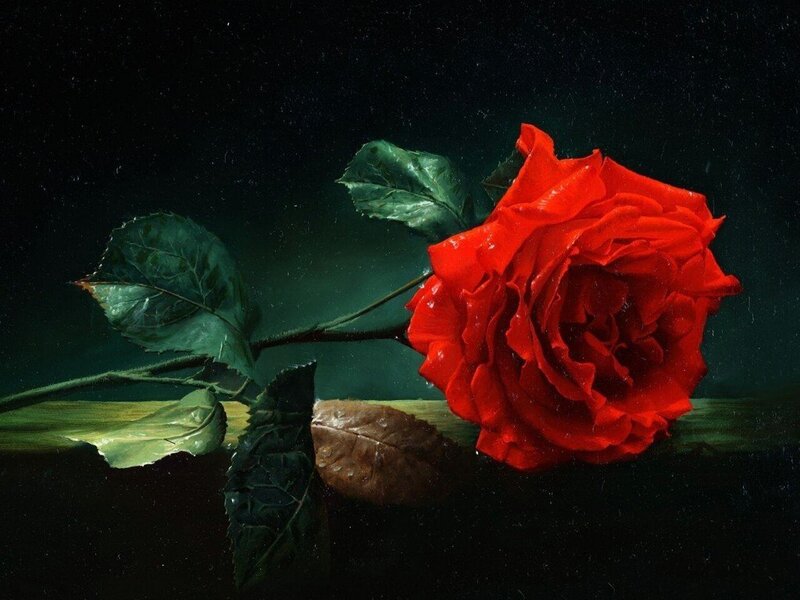 Red Rose on Wooden Surface — Dramatic, Night