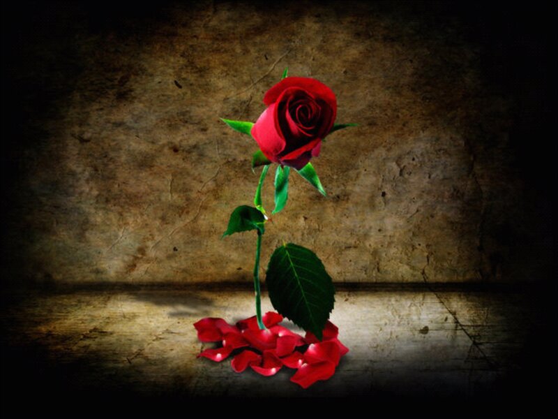 Red Rose on Wooden Surface — Dramatic, Photograph
