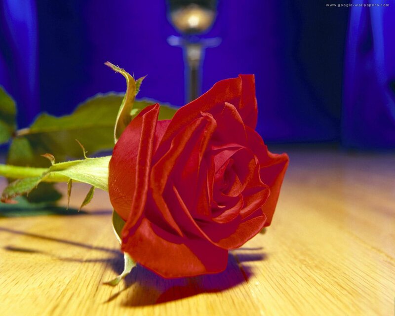 Red Rose on Wooden Surface — Dramatic