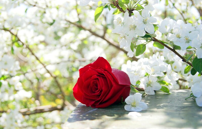 Red Rose on Wooden Surface — Serene, Spring