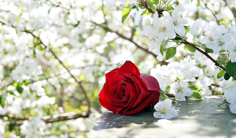 Red Rose on Wooden Surface — Serene