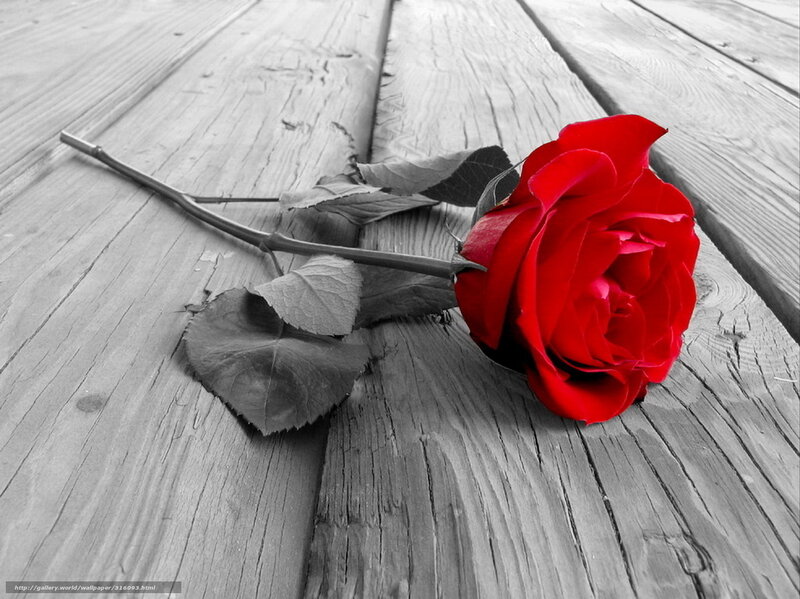 Red rose on wooden surface