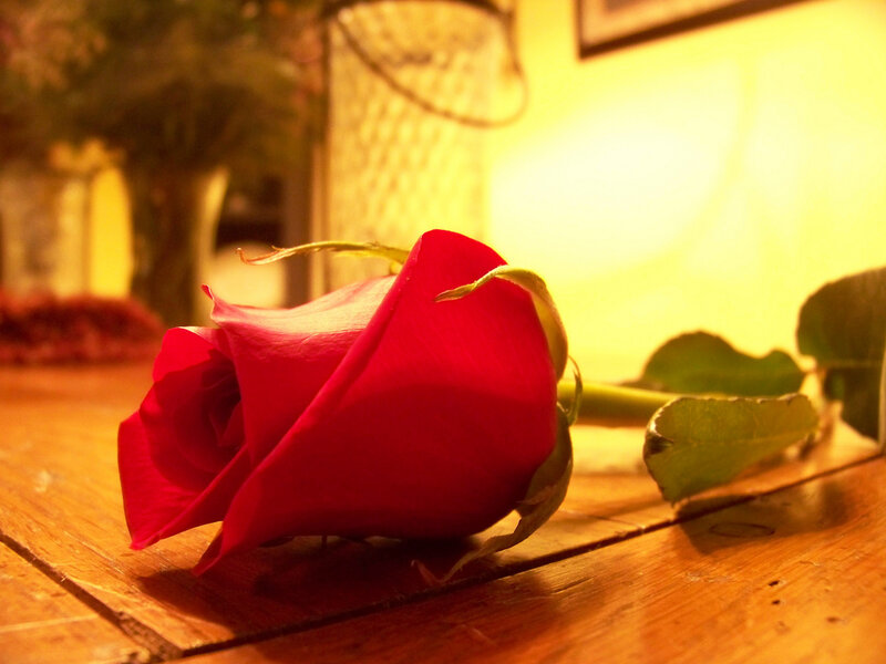 Red Rose on Wooden Surface — Warm
