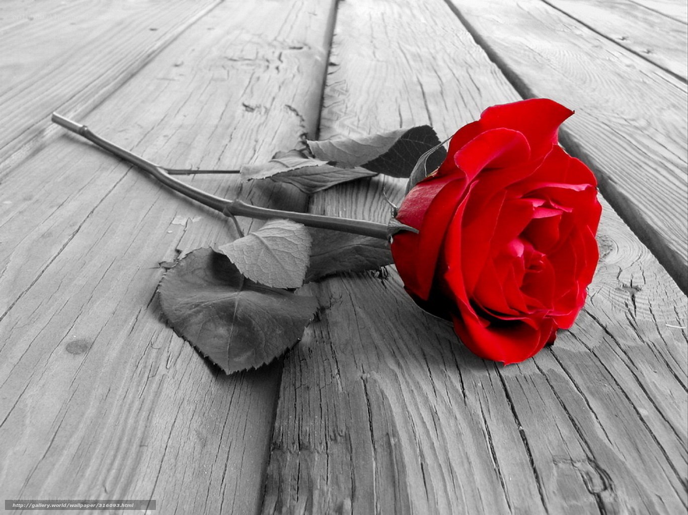 Red rose on wooden surface