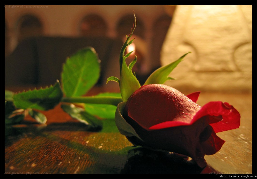 Red rose on wooden table