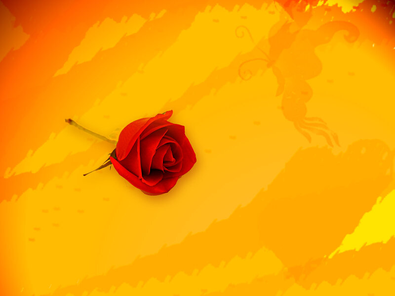 Red Rose on Yellow Background — Warm
