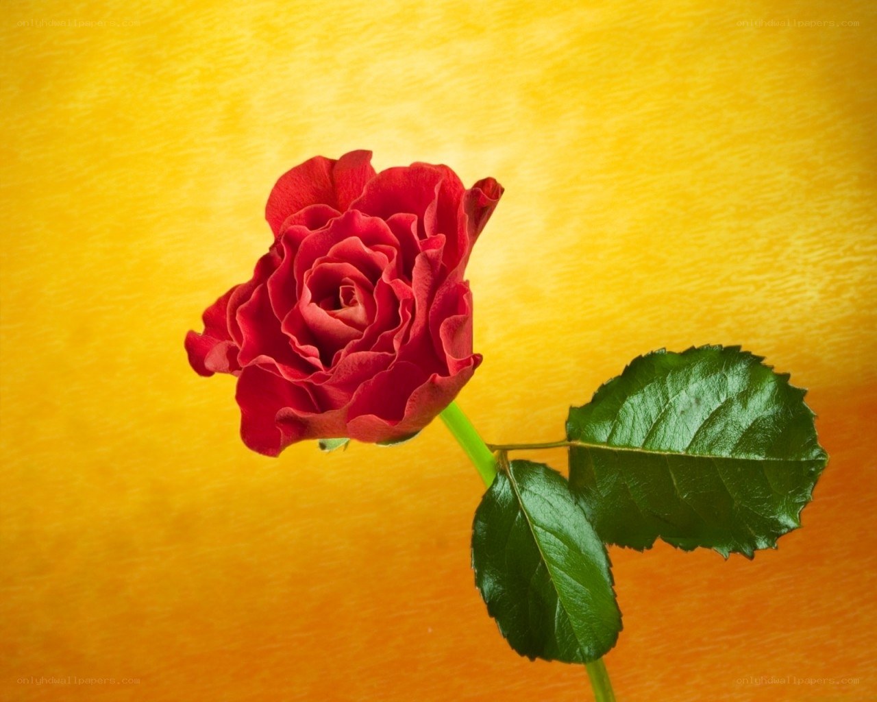 Red rose on yellow background