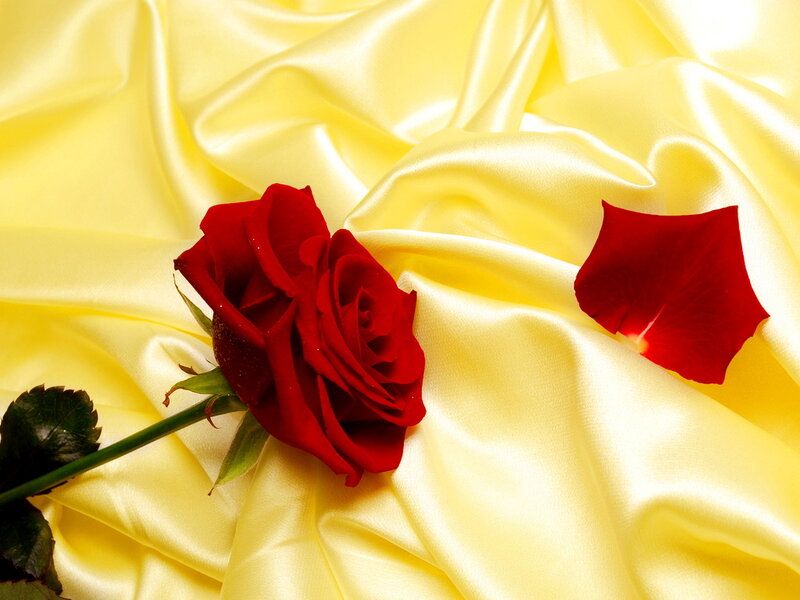 Red Rose on Yellow Fabric — Serene, Photograph