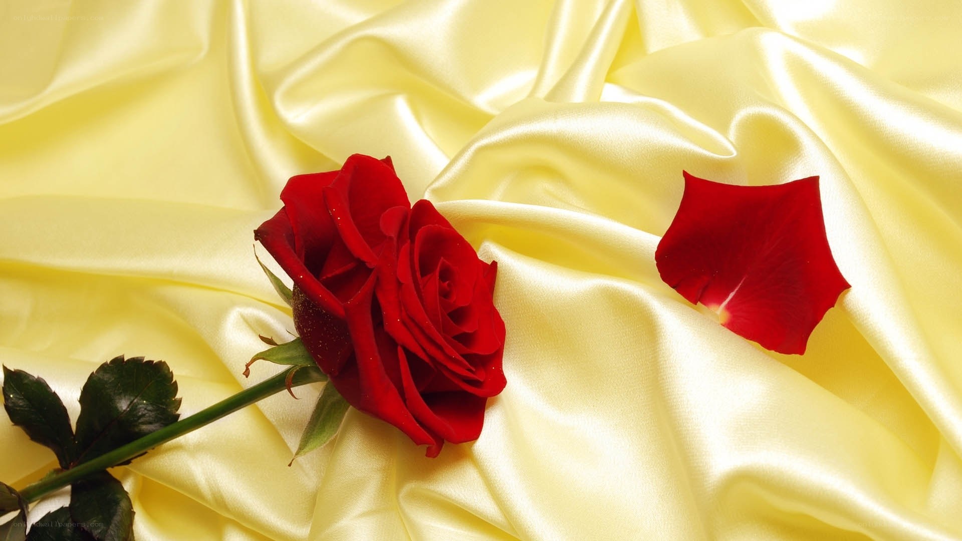 Red rose on yellow silk