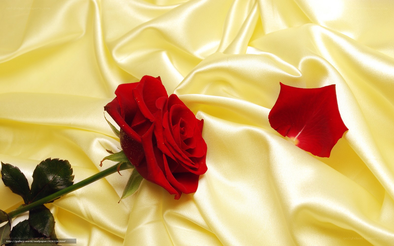 Red rose on yellow silk