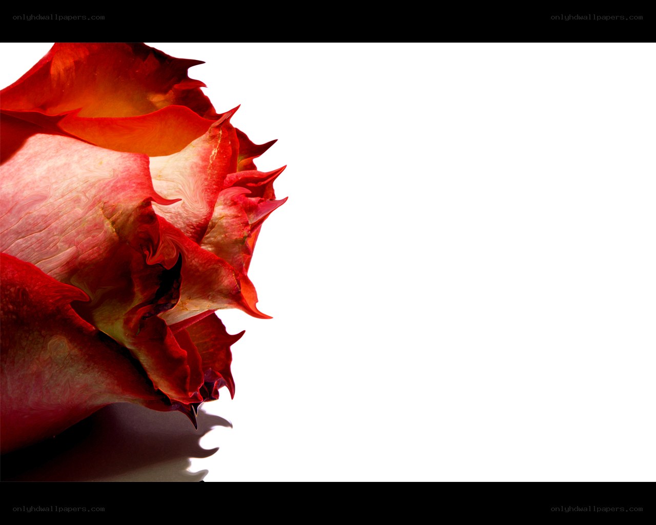 Red rose petal close-up
