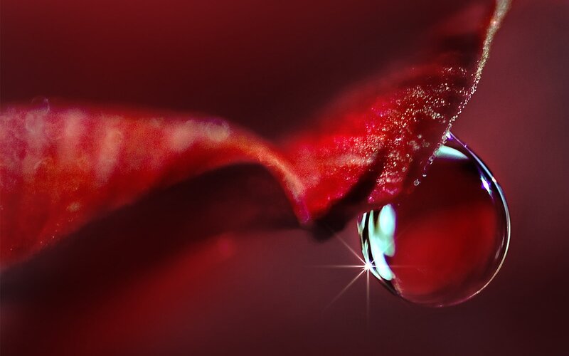 Red Rose Petal — Dramatic, Photograph, Drop