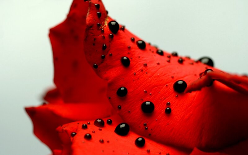 Red Rose Petal — Dramatic, Photograph, Drops
