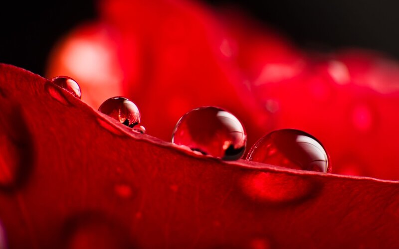 Red Rose Petal — Dramatic, Photograph