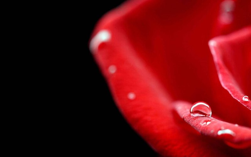 Red Rose Petal — Dramatic, Photograph, Water Droplet, Black Background