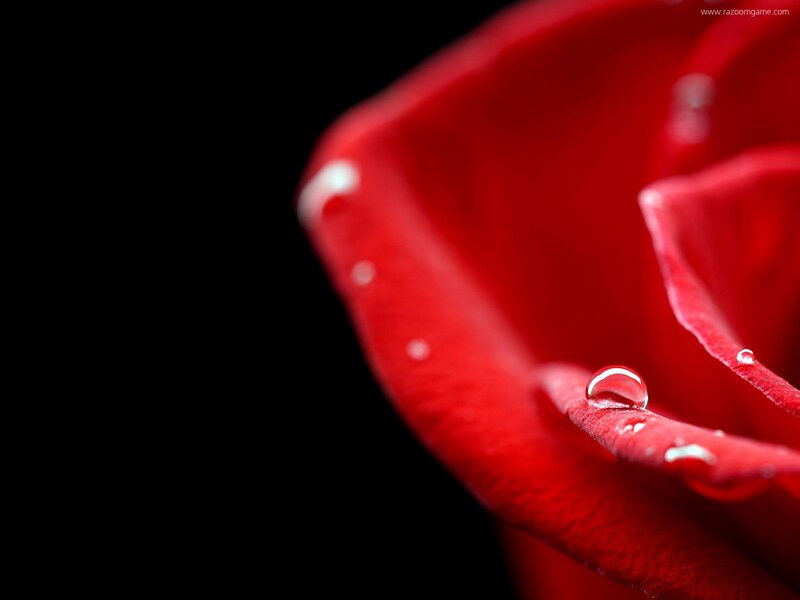 Red Rose Petal — Dramatic, Photograph, Water Droplet